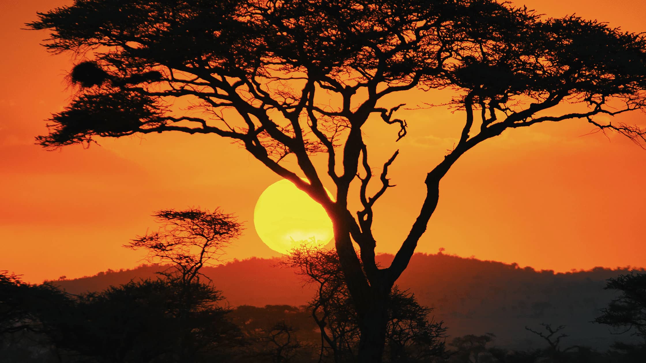 Cosmética africana natural: tradición y eficacia | AOKlabs